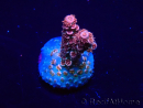 WYSIWYG Acropora Mariculture acclimated LED