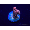 WYSIWYG Acropora Maricultura aclimatada LED