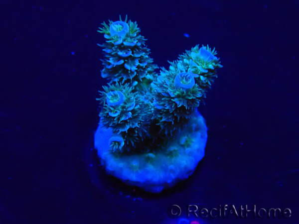 WYSIWYG Acropora Mariculture acclimated LED
