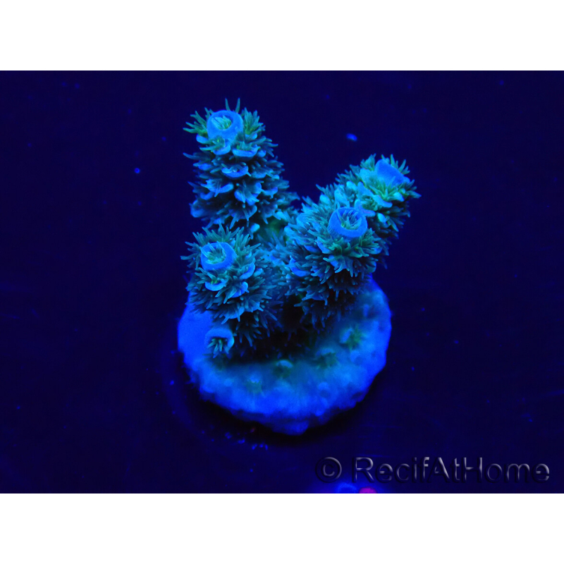 WYSIWYG Acropora Maricultura aclimatada LED