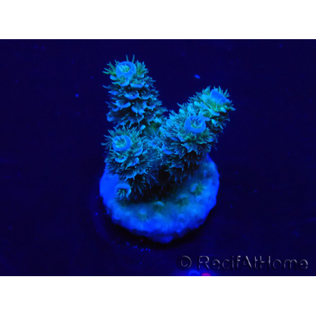 WYSIWYG Acropora Maricoltura acclimatata a LED