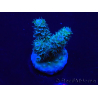 WYSIWYG Acropora 15X1 Mariculture acclimaté led