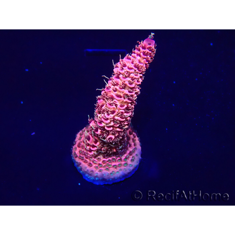WYSIWYG Acropora Maricultuur geacclimatiseerd LED