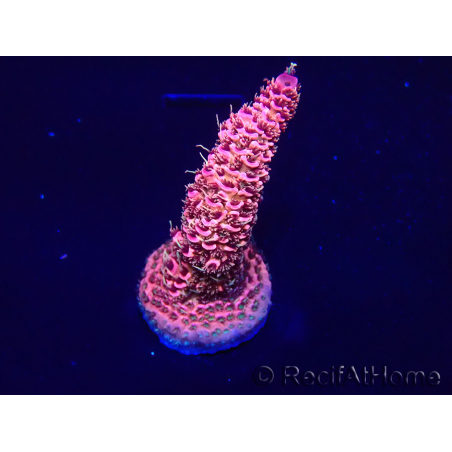 WYSIWYG Acropora Mariculture acclimated LED