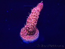 WYSIWYG Acropora Marikultur akklimatisiert LED