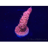 WYSIWYG Acropora Maricultura aclimatada LED