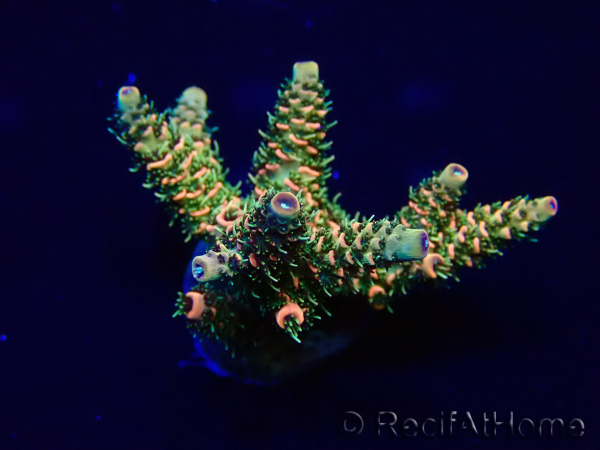 WYSIWYG Acropora Maricoltura acclimatata a LED