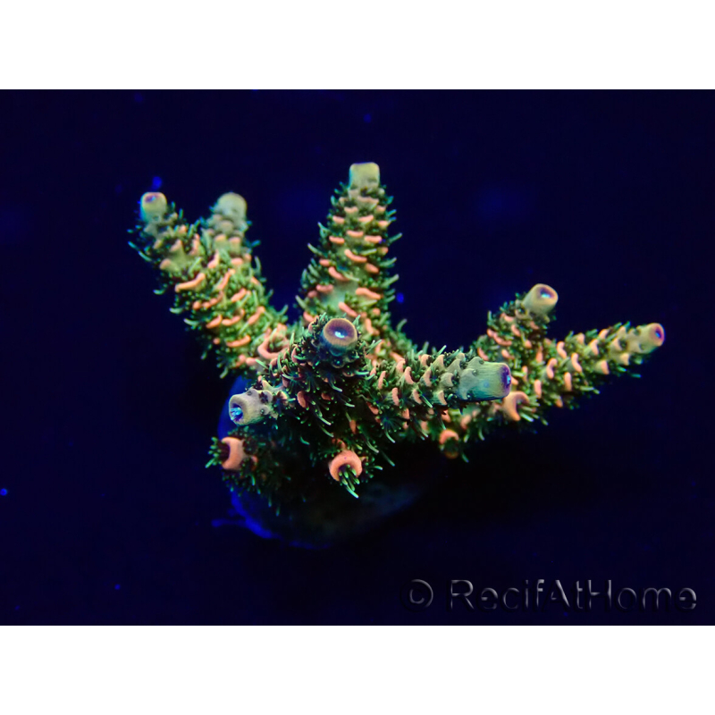 WYSIWYG Acropora Mariculture acclimated LED