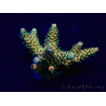 WYSIWYG Acropora Maricultuur geacclimatiseerd LED