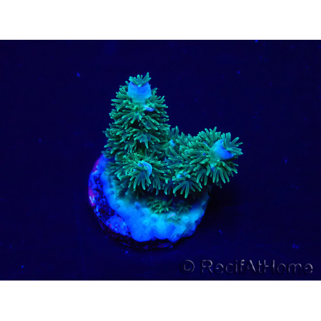 WYSIWYG Acropora Mariculture acclimated LED