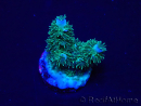 WYSIWYG Acropora Maricultuur geacclimatiseerd LED