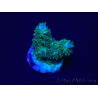 WYSIWYG Acropora Mariculture acclimated LED