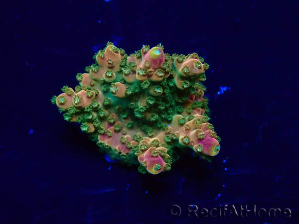 WYSIWYG Acropora Maricoltura acclimatata a LED