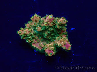 WYSIWYG Acropora Marikultur akklimatisiert LED