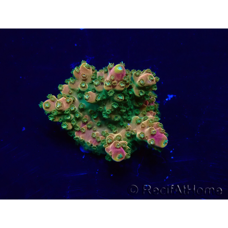WYSIWYG Acropora 15X9 Mariculture acclimaté led