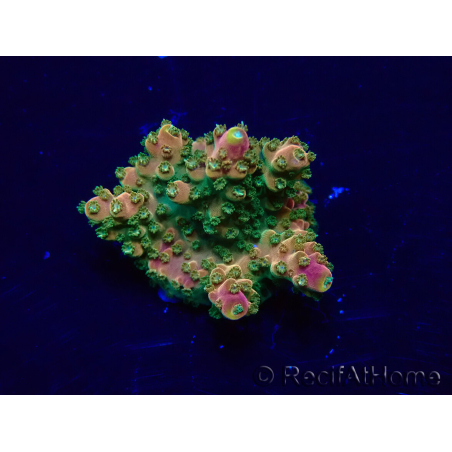 WYSIWYG Acropora 15X9 Mariculture acclimaté led