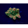 WYSIWYG Acropora Marikultur akklimatisiert LED