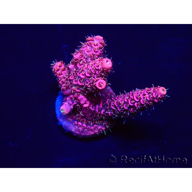 WYSIWYG Acropora 15X10 Mariculture acclimaté led