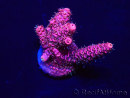 WYSIWYG Acropora Mariculture acclimated LED