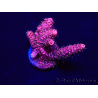 WYSIWYG Acropora Marikultur akklimatisiert LED