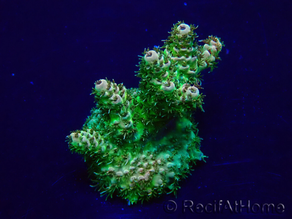 WYSIWYG Acropora Mariculture acclimated LED