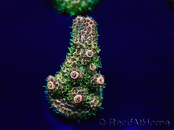 WYSIWYG Acropora Marikultur akklimatisiert LED
