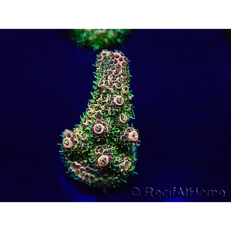 WYSIWYG Acropora Maricoltura acclimatata a LED