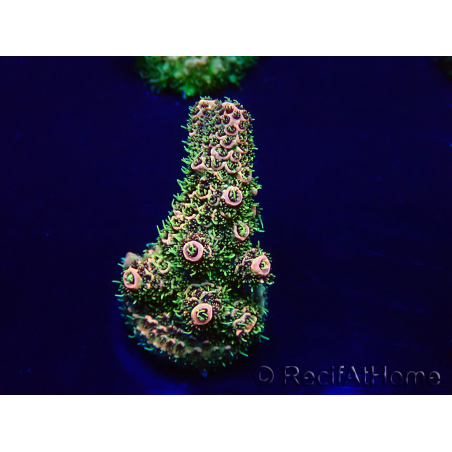 WYSIWYG Acropora Mariculture acclimated LED