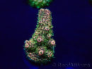 WYSIWYG Acropora Marikultur akklimatisiert LED