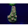 WYSIWYG Acropora Mariculture acclimated LED