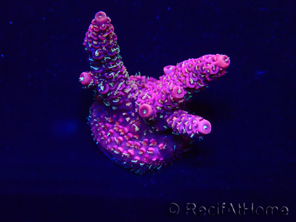 WYSIWYG Acropora Maricoltura acclimatata a LED