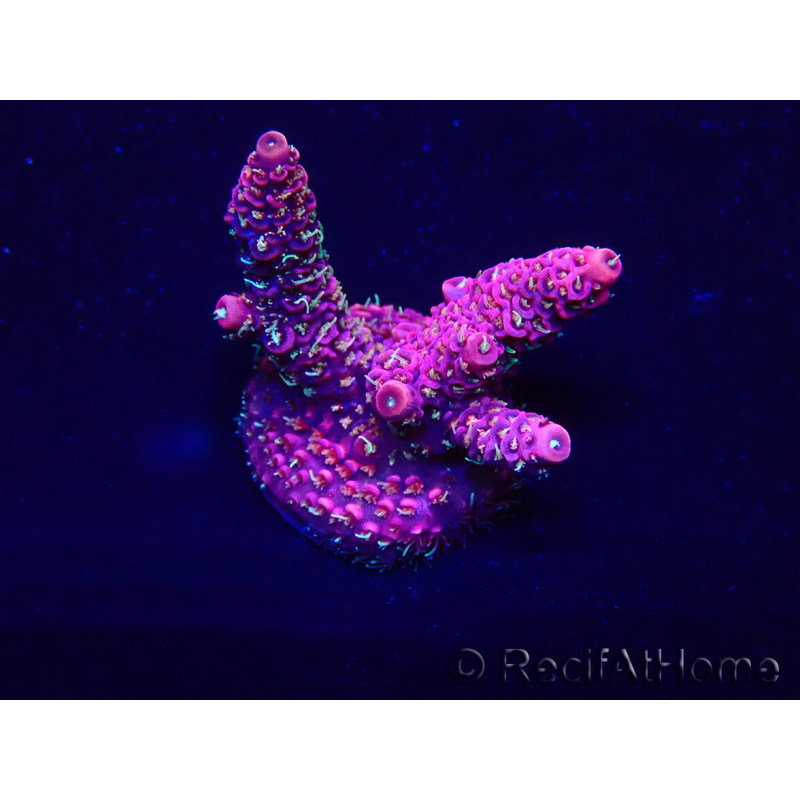 WYSIWYG Acropora 15Y2 Mariculture acclimaté led
