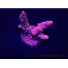 WYSIWYG Acropora Marikultur akklimatisiert LED