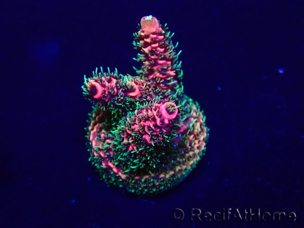 WYSIWYG Acropora Maricoltura acclimatata a LED