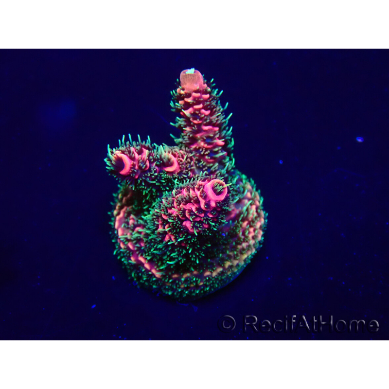 WYSIWYG Acropora 15Y3 Mariculture acclimaté led