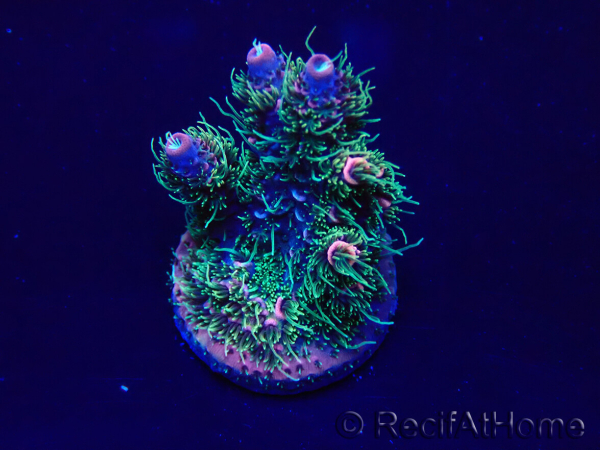 WYSIWYG Acropora Maricoltura acclimatata a LED