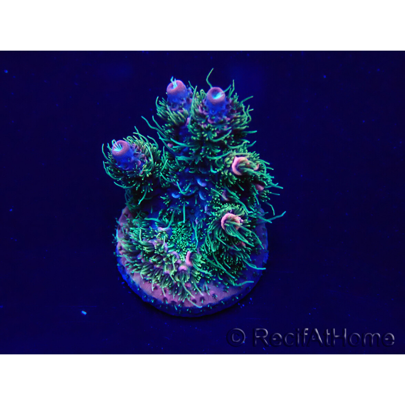WYSIWYG Acropora Mariculture acclimated LED
