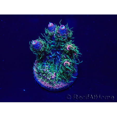WYSIWYG Acropora Mariculture acclimated LED