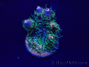 WYSIWYG Acropora Maricoltura acclimatata a LED