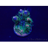 WYSIWYG Acropora 15Y4 Mariculture acclimaté led