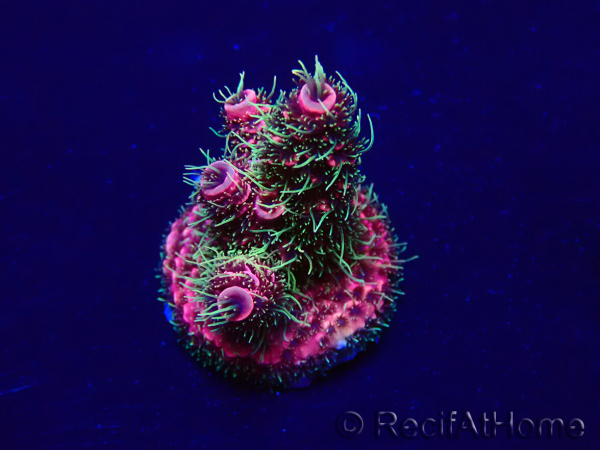 WYSIWYG Acropora Maricultuur geacclimatiseerd LED