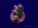 WYSIWYG Acropora Maricultuur geacclimatiseerd LED