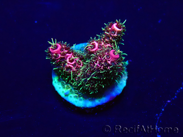 WYSIWYG Acropora Mariculture acclimated LED