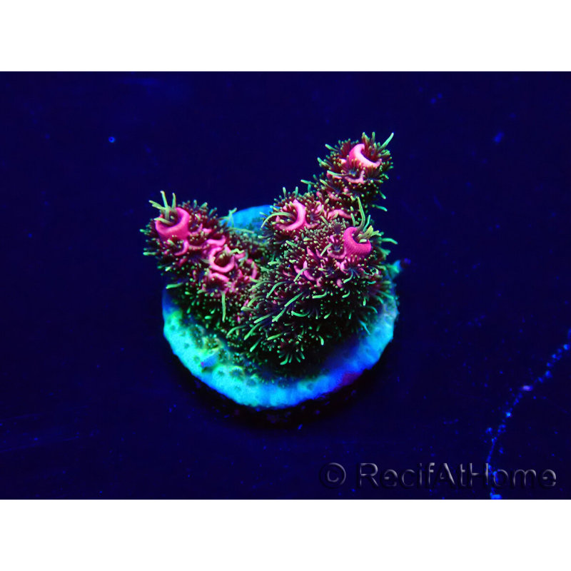 WYSIWYG Acropora Maricoltura acclimatata a LED
