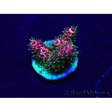 WYSIWYG Acropora Marikultur akklimatisiert LED