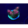 WYSIWYG Acropora Maricultuur geacclimatiseerd LED