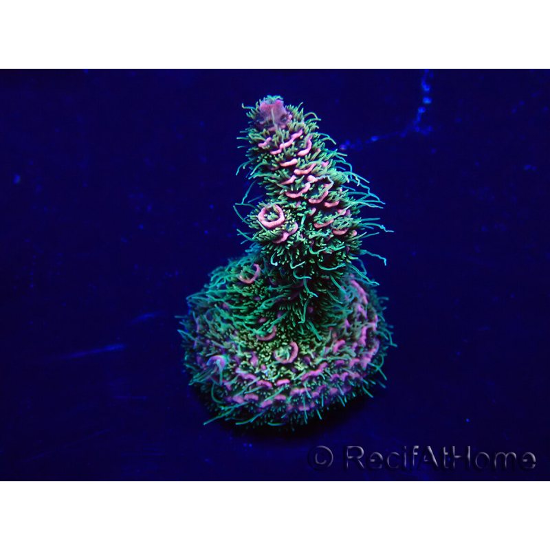 WYSIWYG Acropora Maricoltura acclimatata a LED