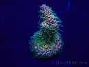 WYSIWYG Acropora Mariculture acclimated LED