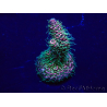 WYSIWYG Acropora Maricultura aclimatada LED