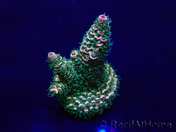 WYSIWYG Acropora Marikultur akklimatisiert LED